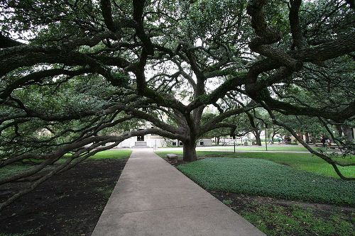 Century Tree - Other